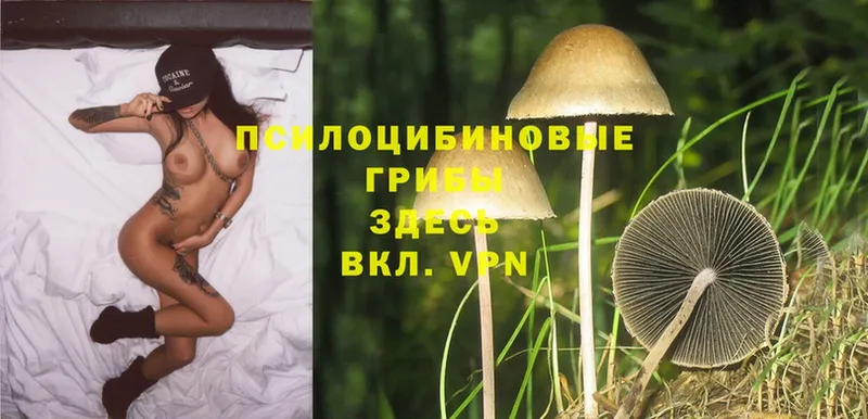 что такое наркотик  Лебедянь  hydra tor  Галлюциногенные грибы Psilocybine cubensis 